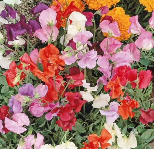 25 Seeds - Sweet Pea Knee High Mix 36" Dwarf Flower - Flower Garden #mtns6