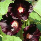 25 Seeds - Hollyhock Nigra Classic Chocolate Red Flower - Flower Garden #mtns6
