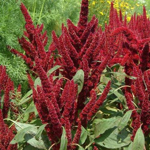500 Seeds - Amaranth Pygym's Torch Dwarf - Flower Garden #mtns6