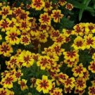 100 Seeds - French Marigold Dwarf Dainty Marietta - Flower Garden #mtns6