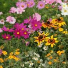 500 Seeds - Cottage Garden Mix Flower - Flower Garden #mtns6