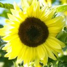 50 Seeds - Sunflower Lemon Queen Cut Flowers - Flower Garden #mtns6