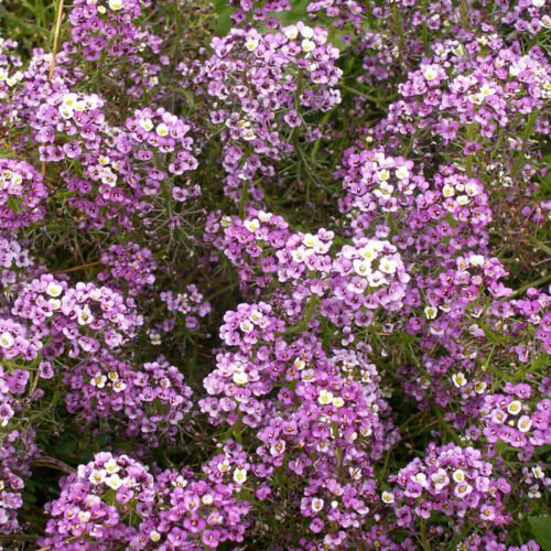 400 Seeds - Alyssum Magic Circle Mix Trailing Groundcover - Flower Garden #mtns6