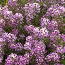 400 Seeds - Alyssum Magic Circle Mix Trailing Groundcover - Flower Garden #mtns6