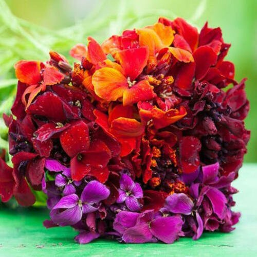 100 Seeds - Wallflower Passion Mix Red/Orange Flower - Flower Garden #mtns6