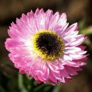 200 Seeds - Paper Daisy Pink Everlasting Florists Crafters - Flower Garden #mtns6