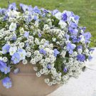 400 Seeds - Alyssum Snow Cloth White Ground Cover - Flower Garden #mtns6