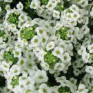 400 Seeds - Sweet Alyssum Carpet Of Snow Flowers - Flower Garden #mtns6