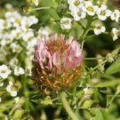 500 Seeds - Strawberry Clover Perennial Groundcover - Flower Garden #mtns6
