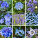 250 Seeds - Blues Exclusive Blue Wildflower Mix Gardening - Flower Garden #mtns6