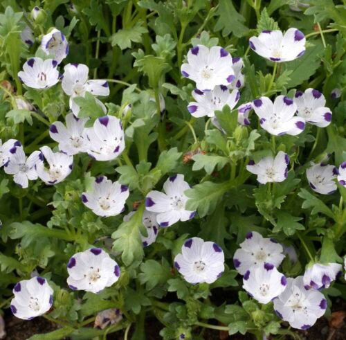 200 Seeds - Five-Spot / Buffalo Eyes Nemophila Native Sun or Shade Spring - Flower Garden #mtns6