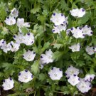 200 Seeds - Five-Spot / Buffalo Eyes Nemophila Native Sun or Shade Spring - Flower Garden #mtns6