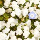 200 Seeds - Nemophila White Short Flower - Flower Garden #mtns6