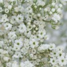 1000 Seeds - Baby's Breath Gypsophila Seeds - Beautiful Flower Garden #trck7