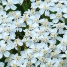 1000 Seeds - Yarrow White Achillea Seeds - Beautiful Flower Garden #trck7