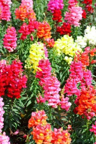 2500 Seeds - Snapdragon Maximum Mix Seeds - Beautiful Flower Garden #trck7