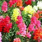 2500 Seeds - Snapdragon Maximum Mix Seeds - Beautiful Flower Garden #trck7