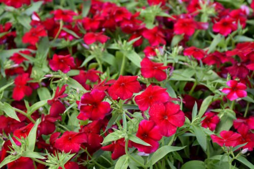 100 Seeds - Phlox Red Annual Flower Seeds - Beautiful Flower Garden #trck7