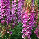 300 Seeds - Foxglove Foxy Mix Seeds - Beautiful Flower Garden #trck7