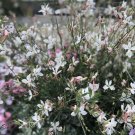 25 Seeds - Gaura Lindheimeri Seeds White Flower - Beautiful Flower Garden #trck7