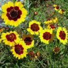 300 Seeds - Coreopsis Seeds Dwarf Plains - Beautiful Flower Garden #trck7