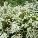 2000 Seeds - Sweet Alyssum Flower Seeds - Beautiful Flower Garden #trck7