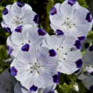 100 Seeds - Five Spot Nemophila Seeds - Beautiful Flower Garden #trck7