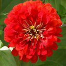 100 Seeds - Cherry Queen Zinnia Seeds Red Flower - Beautiful Flower Garden #trck7