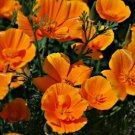 250 Seeds - California Orange Giant Poppy Seeds  - Beautiful Flower Garden #trck7