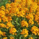 200 Seeds - Siberian Wallflower Seeds Orange Cut Flower - Beautiful Flower Garden #trck7