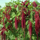500 Seeds - Amaranth Love Lies Bleeding Seeds - Beautiful Flower Garden #trck7