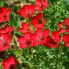 200 Seeds - Scarlet Flax Red Flower Seeds - Beautiful Flower Garden #trck7