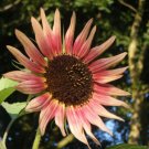 25 Seeds - Sunflower Seeds Indian Blanket Flower - Beautiful Flower Garden #trck7