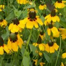300 Seeds - Clasping Coneflower Seeds Rudbeckia - Beautiful Flower Garden #trck7