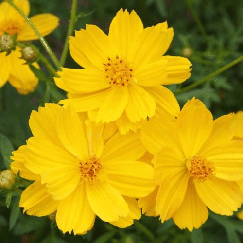 100 Seeds - Cosmos Seeds Lemon Dwarf Sulphur - Beautiful Flower Garden #trck7
