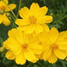 100 Seeds - Cosmos Seeds Lemon Dwarf Sulphur - Beautiful Flower Garden #trck7