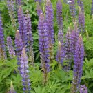 100 Seeds - Lupine Seeds Perennis Perrenial Flower - Beautiful Flower Garden #trck7