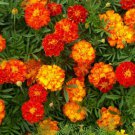 150 Seeds - Marigold Seeds French Sparky Mix Flower - Beautiful Flower Garden #trck7