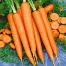 1000 Seeds - Tendersweet Carrot Seeds - For Your Vegetable Garden #trck7