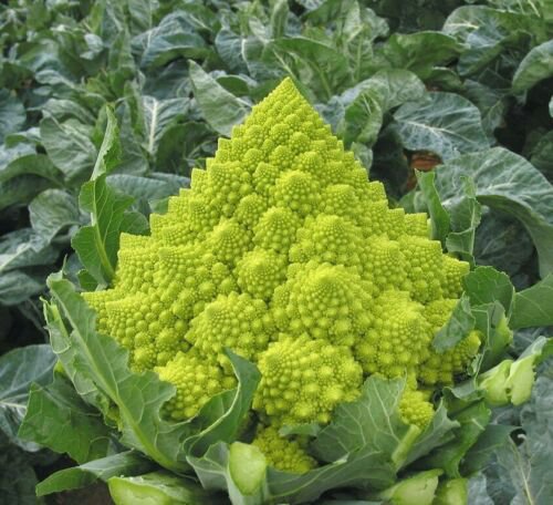 200 Seeds - Romanesco Broccoli Seeds - For Your Vegetable Garden #trck7