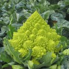 200 Seeds - Romanesco Broccoli Seeds - For Your Vegetable Garden #trck7