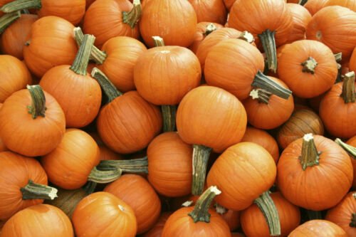 20 Seeds - Pumpkin Seeds Sugar Pie - For Your Vegetable Garden #trck7