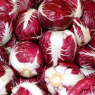 200 Seeds - Radicchio Rouge de Verona Seeds - For Your Vegetable Garden #trck7