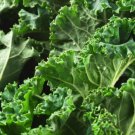 500 Seeds - Kale Seeds Dwarf Siberian Vegetable - For Your Vegetable Garden #trck7
