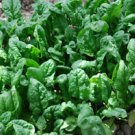 100 Seeds - Spinach Seeds Giant Noble - For Your Vegetable Garden #trck7
