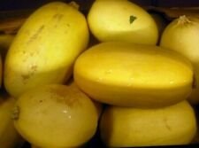 20 Seeds - Spaghetti Squash Seeds - For Your Vegetable Garden #trck7