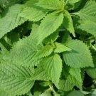 50 Seeds - Green Shiso Seeds Perilla Herb Asian Mint - For Your Vegetable Garden #trck7