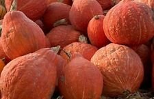 15 Seeds - Squash Seeds Golden Hubbard Winter Vegetable  - For Your Vegetable Garden #trck7