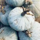 15 Seeds - Sweet Meat Squash Seeds Winter Vegetable - For Your Vegetable Garden #trck7