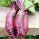 100 Seeds - Cylindra Beet Seeds Vegetable Garden - For Your Vegetable Garden #trck7